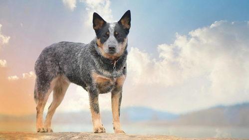 狼狗最新爆料图片高清壁纸,捕捉瞬间，感受野性魅力